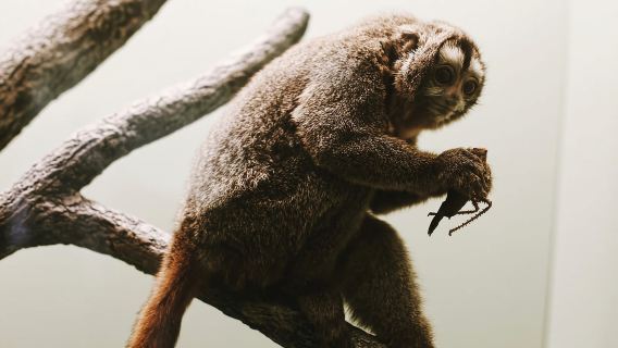 Smithsonian Natural History + Air & Space Museum Tour 8ppl