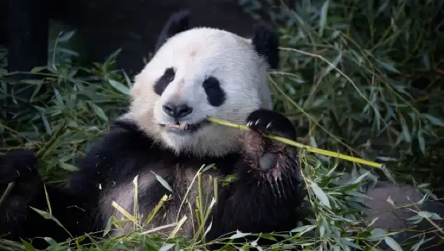 Copenhagen: Copenhagen Zoo Entry Ticket