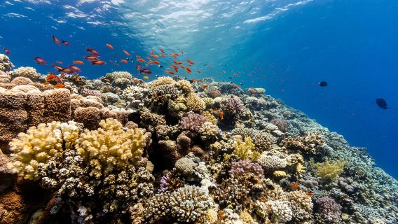 Hurghada: Orange Island Yacht Trip with Lunch & Water Sports