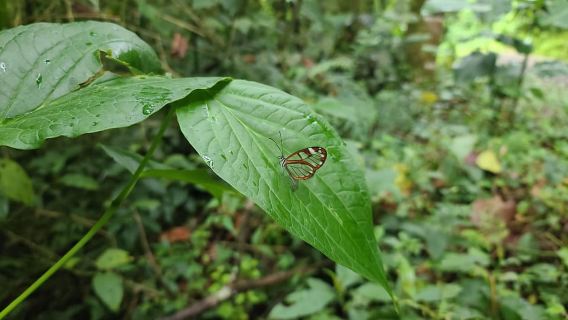 Boquete: escursione naturalistica nella foresta nebulare - Pipeline Trail