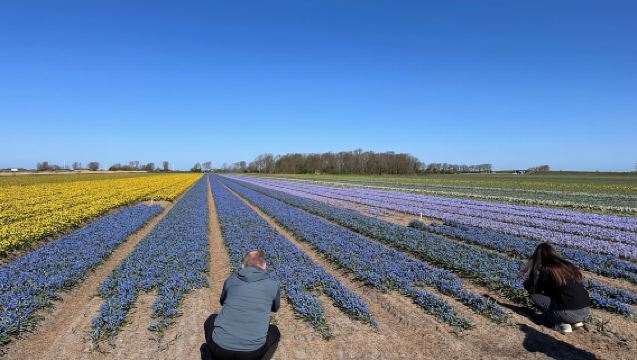 From Amsterdam: The Early Flower Tour, full day with Lunch