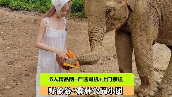 野象谷+原始森林公園一日遊【可升級雨林牧象+6人精品純玩團】