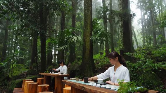 คำสัญญาระหว่างป่ากับแสงอาทิตย์ยามเช้า ~ ทัวร์วันเดียว/ทัวร์หลายวัน อุทยานแห่งชาติอาลีซาน + ถนนโบราณเฟินฉีหู