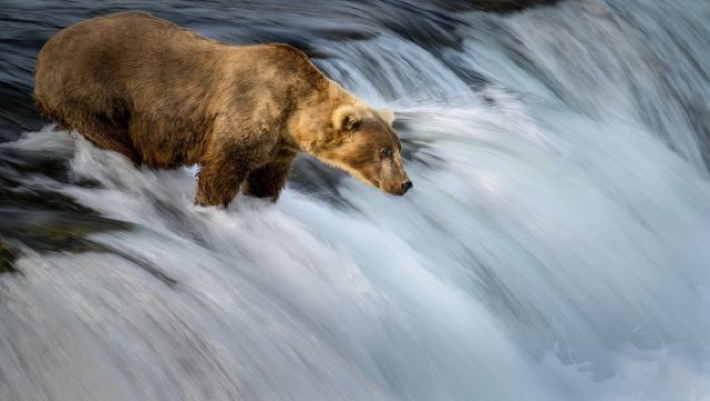 ทัวร์วันเดียว/ทัวร์หลายวัน ในอุทยาน Katmai ที่แองเคอเรจอลาสกา [ตกปลาหมีสีน้ำตาล]