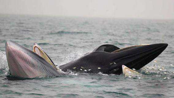 廣西北海潿洲島遊艇帆船租賃拼船包船出海觀鯨尋鯨浮潛海釣旅遊