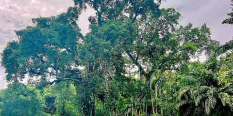 西雙版納獨樹成林景區+西雙版納茶馬古道景區一日遊【1單1團】
