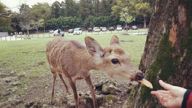 日本大阪+京都+奈良+東大寺一日遊/行程可調-可定制多日