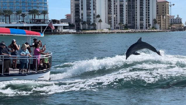 Clearwater Encounters with Dolphins Tour