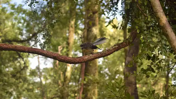 Cruise & Rainforest Walk - Franz Josef Glacier