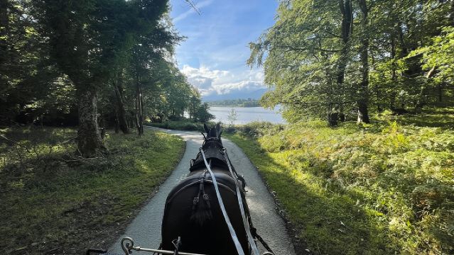 1 Hour Guided Carriage Tour in Killarney National Park