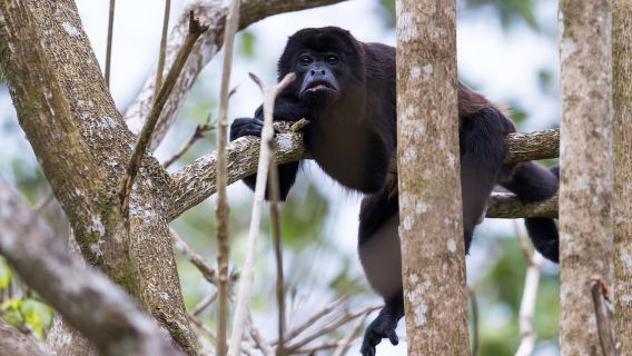 From Iquitos: 4-Day Amazon Jungle Camping Adventure Tour