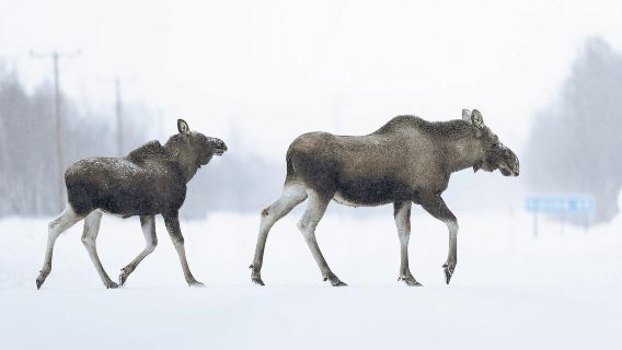 Kiruna: Abisko and Björkliden Day Trip with Lunch