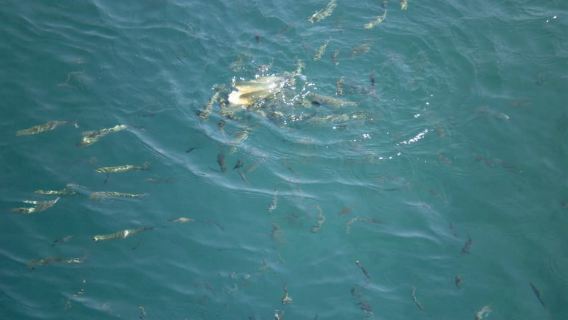 Perjalanan Bot Sehari Penuh Marmaris dengan Minuman Ringan+Makan Tengahari Tanpa Had