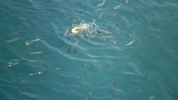 Gita in barca di un giorno intero a Marmaris con bevande analcoliche illimitate + pranzo