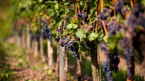 From Bilbao: La Rioja Wineries Day Trip with Wine Tastings
