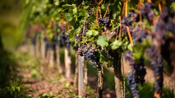 Van Bilbao: Dagreis naar La Rioja-wijnhuizen met wijnproeverijen