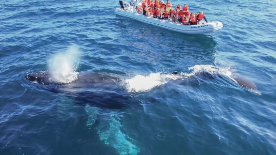 Puerto Vallarta: Safari fotográfico de avistamiento de ballenas