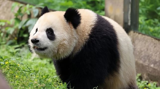 重慶動物園+科技館+磁器口+輕軌穿樓+洪崖洞民俗風貌區夜遊市區一日遊