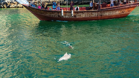 Morning dolphin cruise in Muscat
