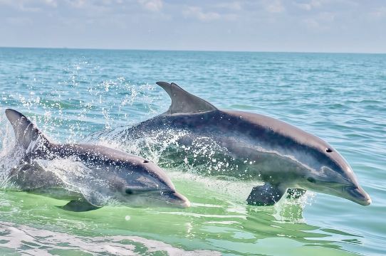 彭薩科拉海灘共享海豚郵輪之旅｜Frisky Mermaid
