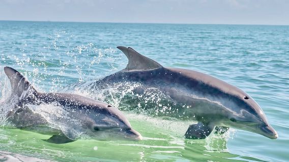 Du thuyền ngắm cá heo chung tại Bãi biển Pensacola | Frisky Mermaid