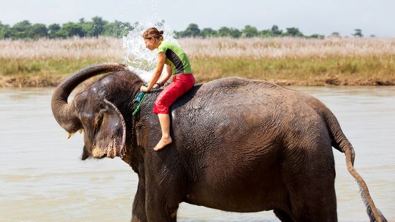 Trại voi Kamala Seaview ở Phuket | Đi xe ATV | Cưỡi voi | Tắm voi