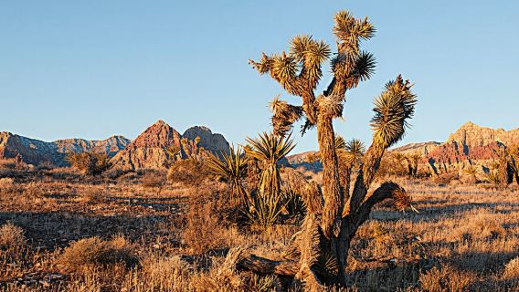 美國拉斯維加斯紅岩峽谷+七彩石一日遊/行程可調-可訂製多日遊