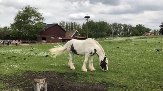 【農場包車】Boerderij親子互動·餵動物做手作一日體驗