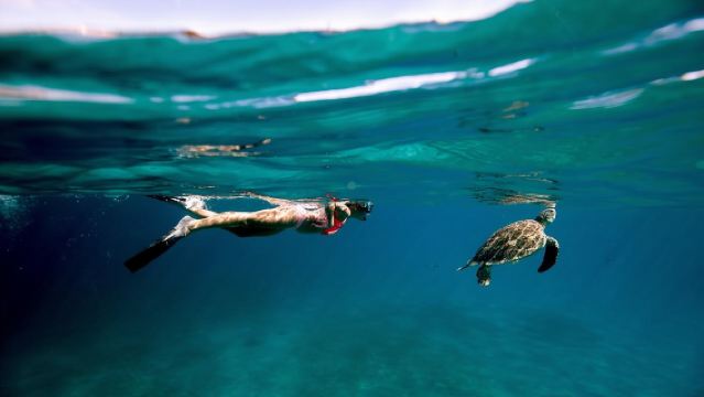 Turtle Cove Catamaran Snorkel and Sail at Little Buck Island STT