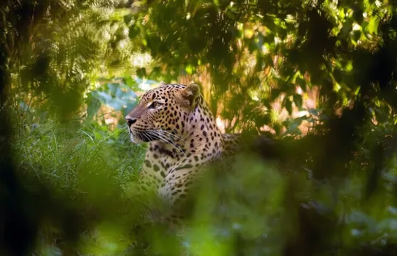 尼甘布/威卡拉出發威帕圖國家公園吉普車遊獵之旅（全包）