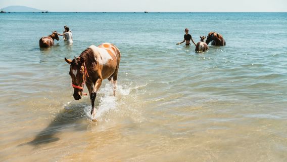 Природа Дананга и развлечения верхом на лошади