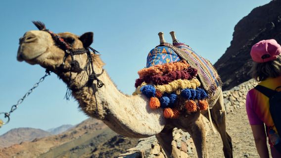 Monastir: Camel Ride with Hotel Pickup