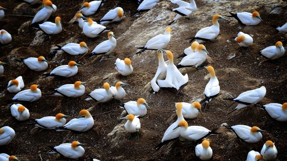 Auckland: Wild West Coast, Black Sand Beaches Tour inc Lunch