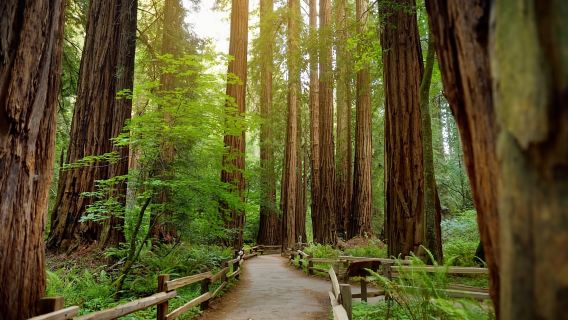From San Francisco: Guided Muir Woods Excursion