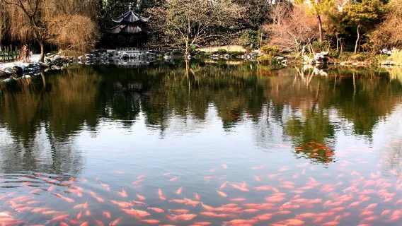 Tour di mezza giornata ai punti salienti di Hangzhou: Lago Ovest, Pagoda Leifeng e Osservazione dei pesci a Huagang (per ammirare il paesaggio pittoresco del Lago Ovest)