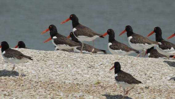 Everglades: Birding, Wildlife, and Photography Expedition