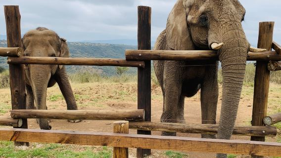 Depuis Durban : Safari et excursion d'une journée au village de PheZulu