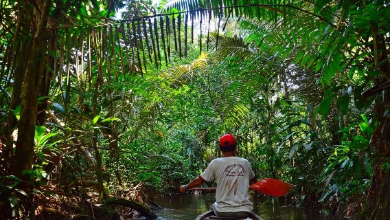 Da Iquitos: Naviga sul Rio delle Amazzoni|Giornata intera|