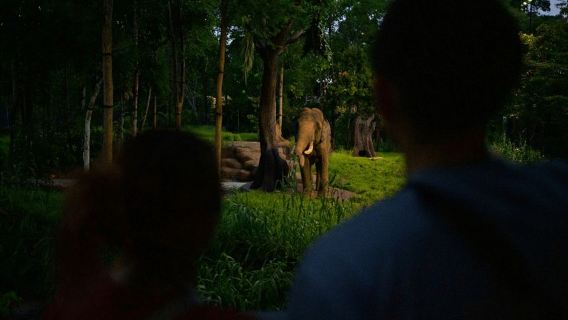 Сингапур: билет на ночное сафари и поездку на трамвае