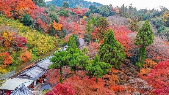 Giappone|Tempio Kiyomizu-dera + Statua di Murasaki Shikibu + Via d'accesso al tempio Byodoin + Padiglione d'oro|Itinerario di noleggio con conducente esclusivo personalizzabile