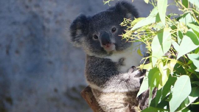 南京紅山森林動物園+玄武湖一日遊