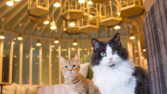 Entrada para el Cat Café MOCHA (incluye bebida) - Tienda de Akihabara