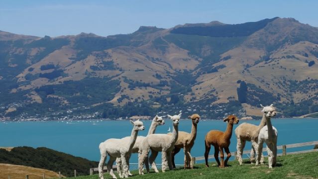Shamarra Alpacas Farm Interactive Experience in Akaroa, South Island, New Zealand [Immersive Interaction + Flexible Time Slots]