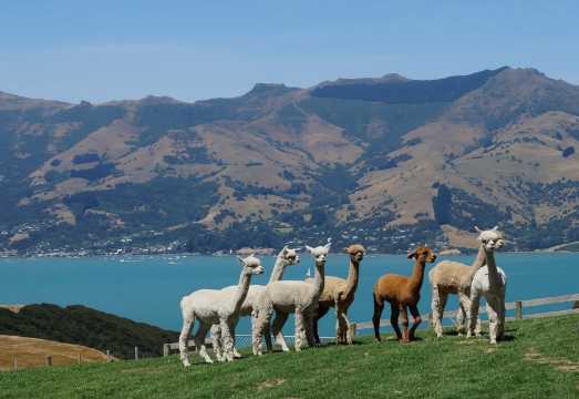 Shamarra Alpacas Farm Interactive Experience in Akaroa, South Island, New Zealand [Immersive Interaction + Flexible Time Slots]