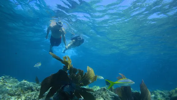 Key West Reef Snorkelen – Ochtendmimosa's of Middagmargarita's