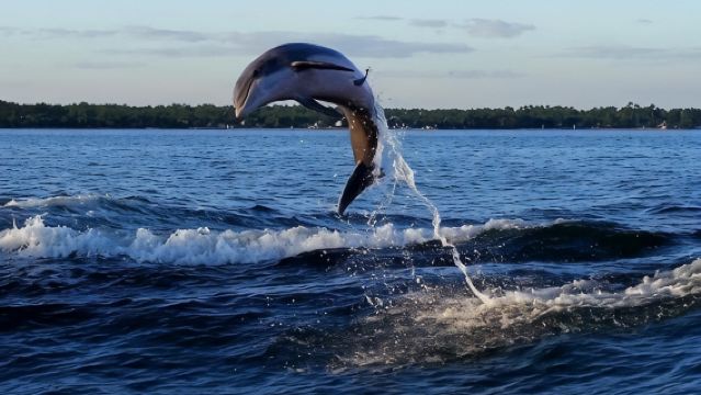 Alabama Gulf Coast Dolphin Cruise