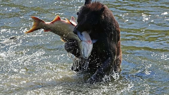 Ketchikan All In One