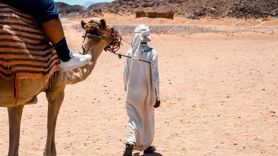 One hour Camel Ride At Amazing Desert With Transfer - Sharm El Sheikh