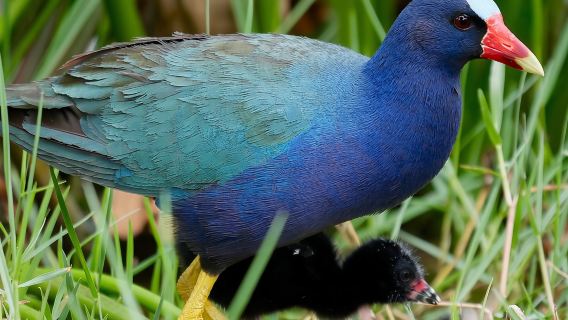 Central Florida Half-Day Private Birding Activity - 2 person max