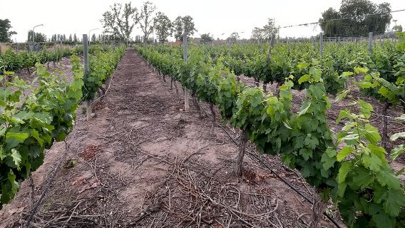Tour di mezza giornata in cantina